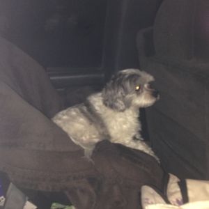 Meet your Posher, Simone